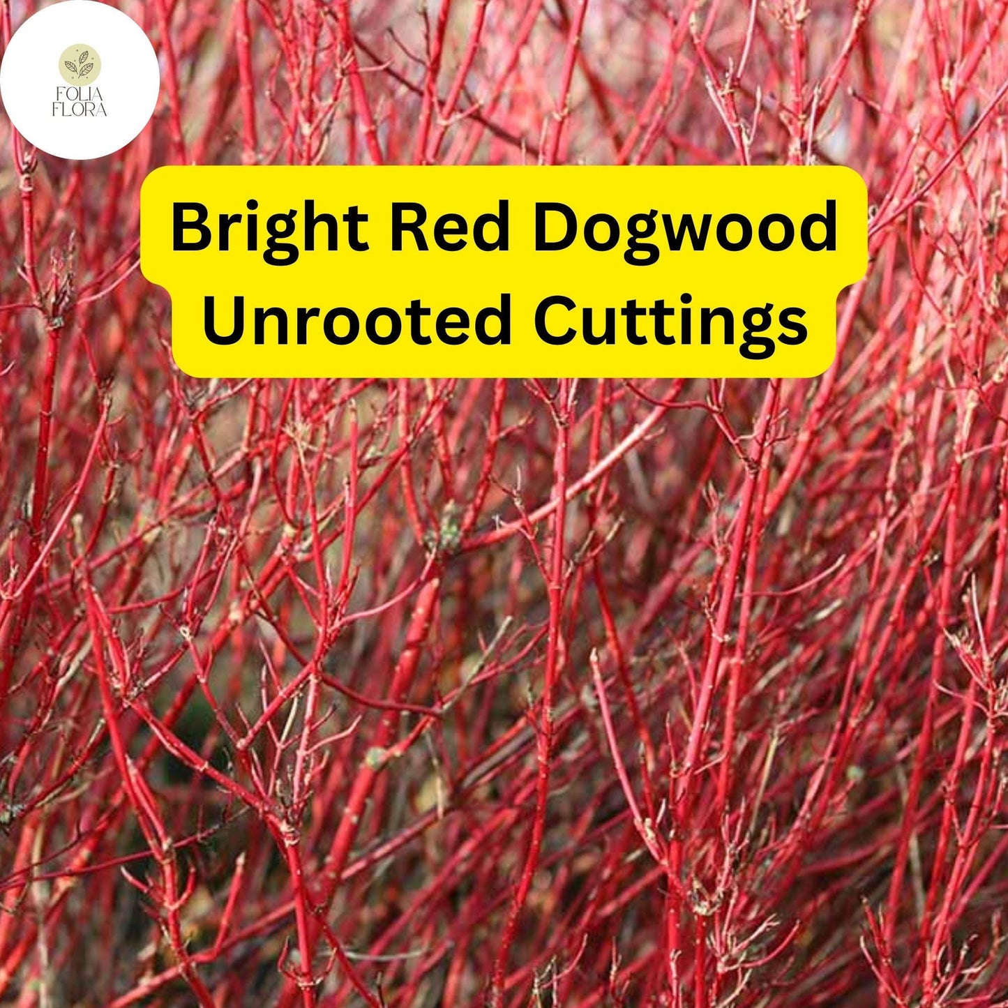 Bright Red Dogwood Cuttings - Cornus sericea - Hardy Shrub with Red Stems & White Flowers - Easy to Propagate for Your Garden