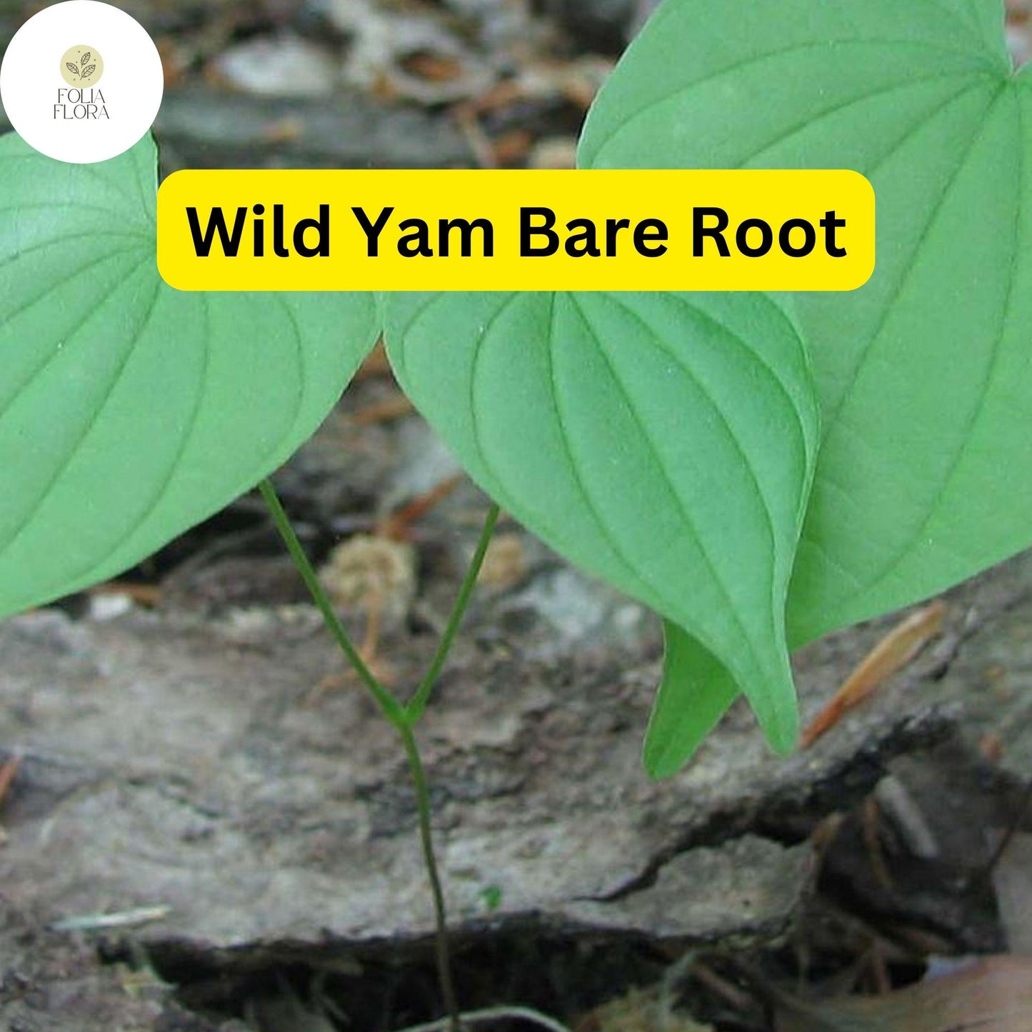 5 Bare Root Wild Yam Plants, Organic Perennial Vine, Dioscorea villosa, Hardy Green Foliage, Ideal for Gardens and Trellises