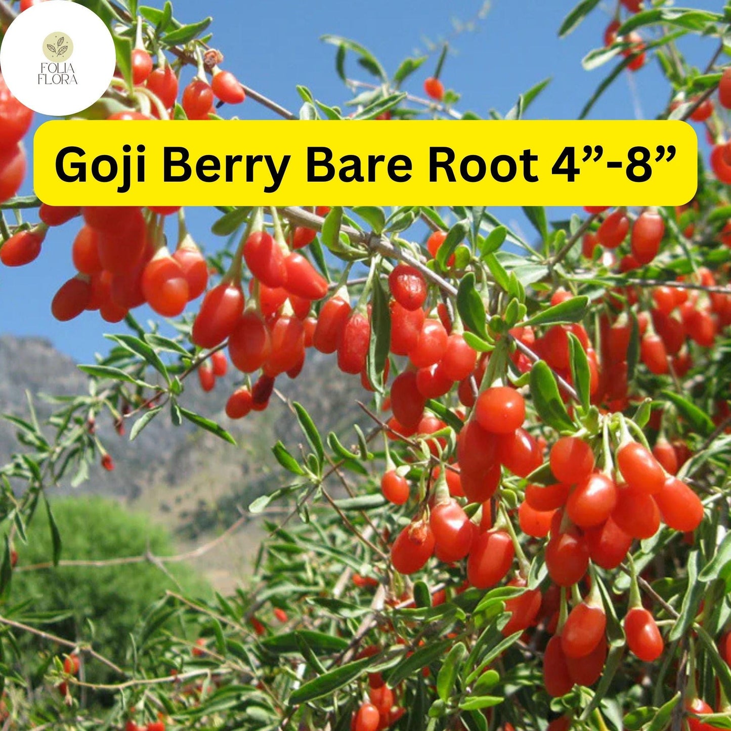3 Bare Root Goji Berry Plants 4"-8" Lycium barbarum Nutrient-Rich Superfood for Edible Gardens