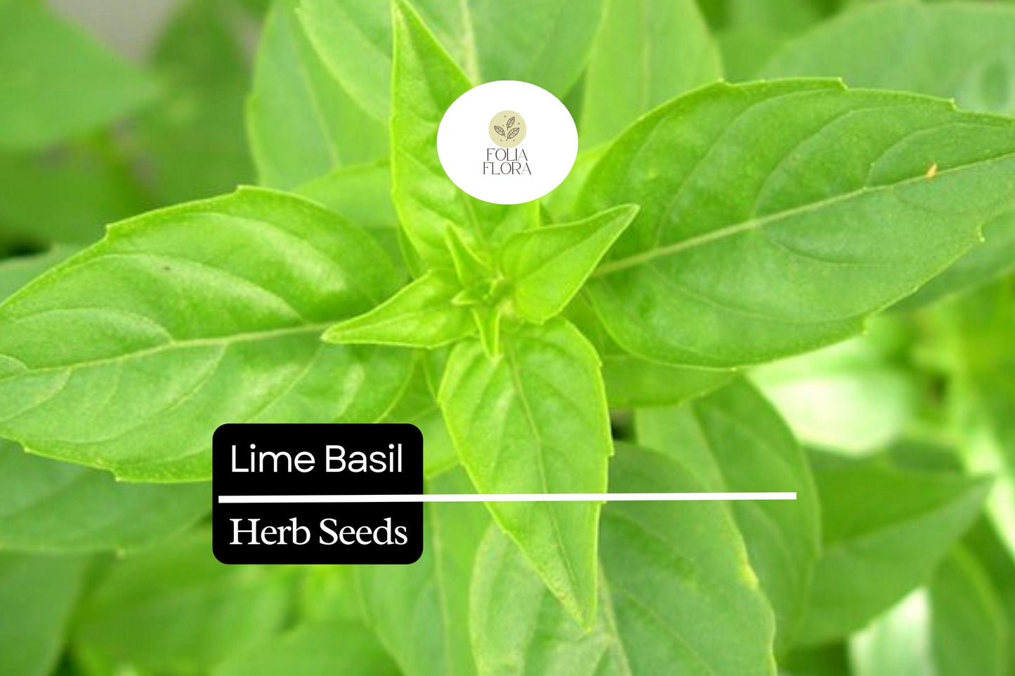 Lime Basil Seeds (1000) - Citrus-Scented Culinary Herb, Ocimum basilicum, Compact Growth for Gardens & Containers