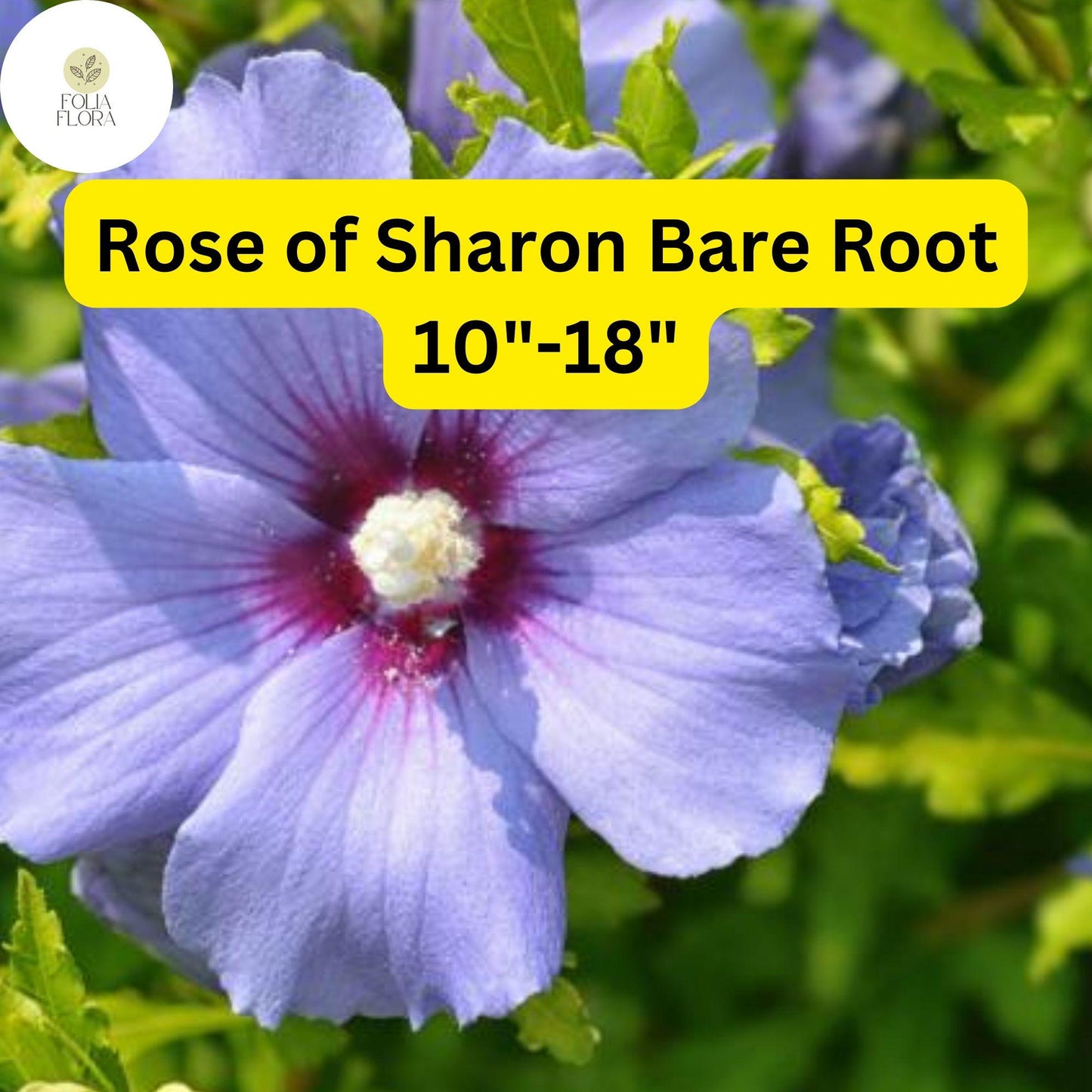 2 Bare Root Rose of Sharon Live Plants, Hibiscus Syriacus, Hardy Flowering Shrubs, Summer Blooms, Pollinator-Friendly