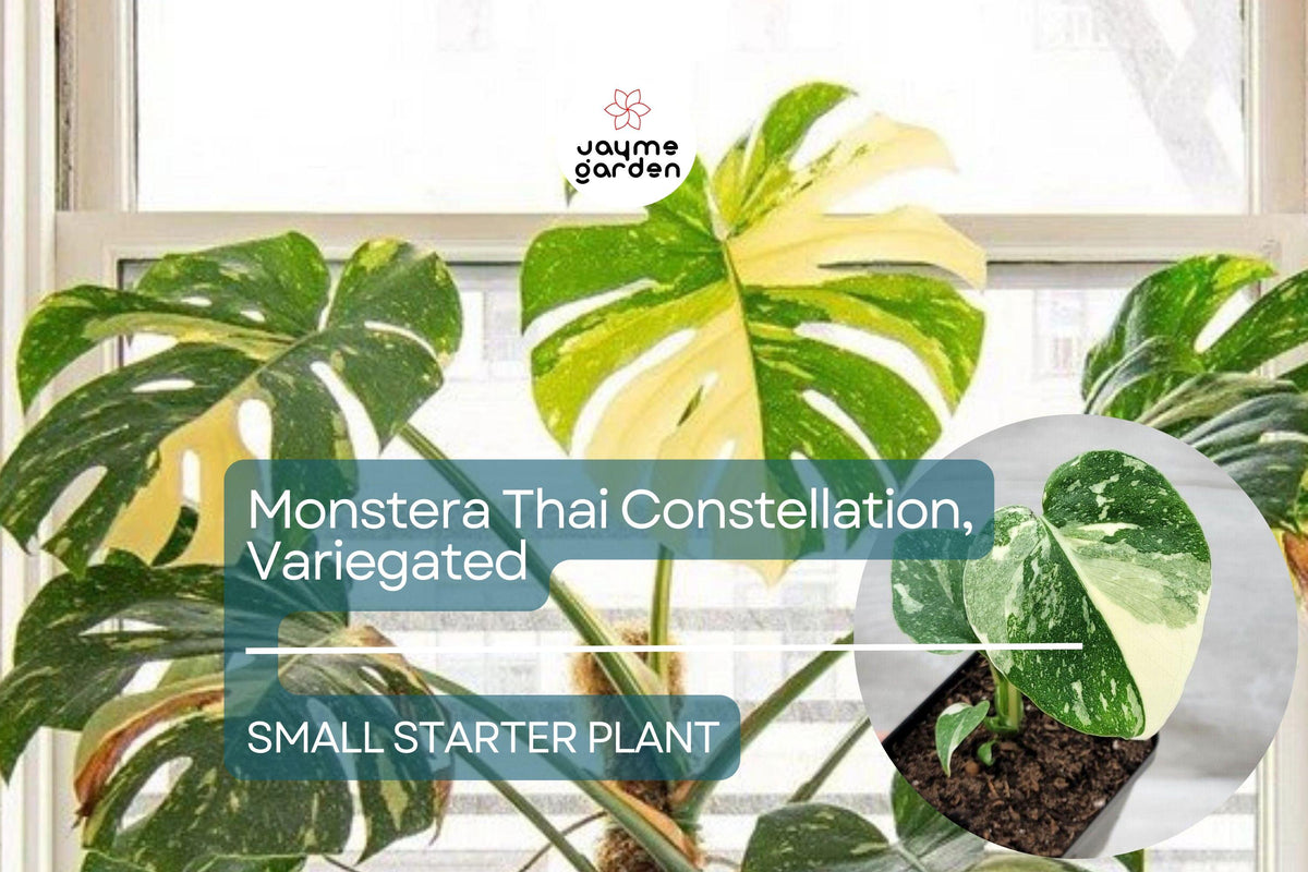 Monstera Thai Constellation Starter Plant 3" Pot - Variegated Monstera Deliciosa with Unique Green & White Foliage