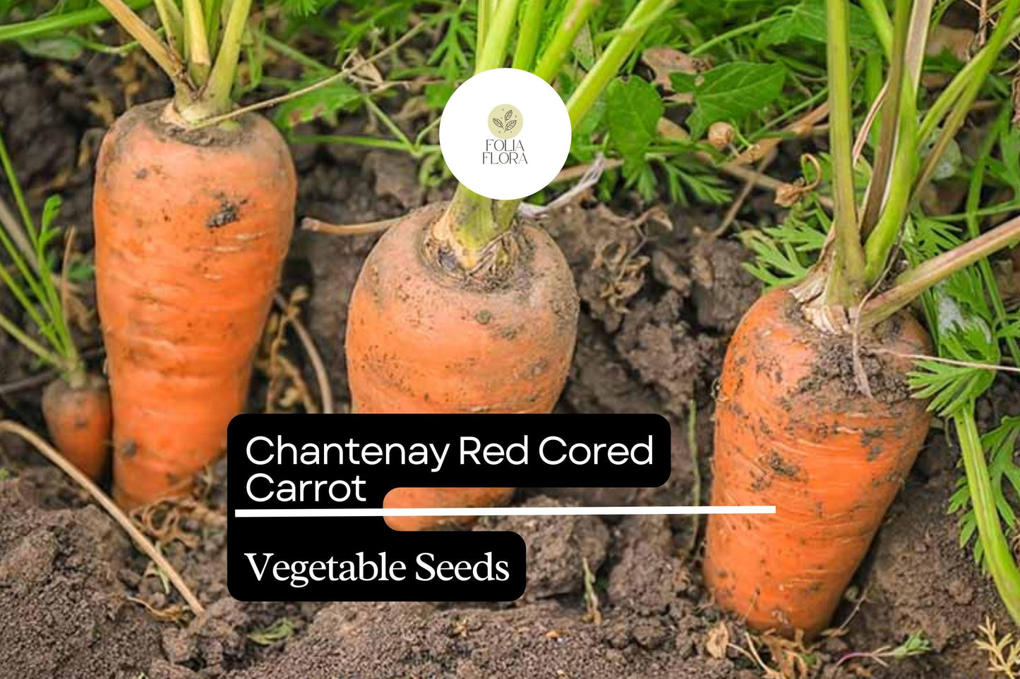 Red Cored Chantenay Carrot Seeds 300 Count - Heirloom Variety Daucus carota - Sweet Crisp Flavor for Container Gardening