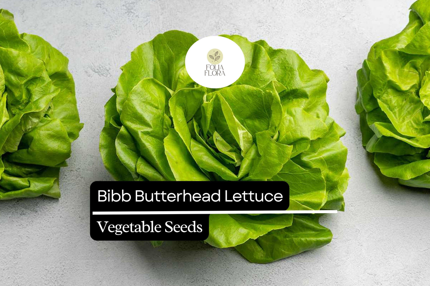 Bibb Lettuce Seeds - Butterhead Variety, 500 Seeds, Lactuca sativa - Tender Leaves, Light Green, Ideal for Salads and Wraps