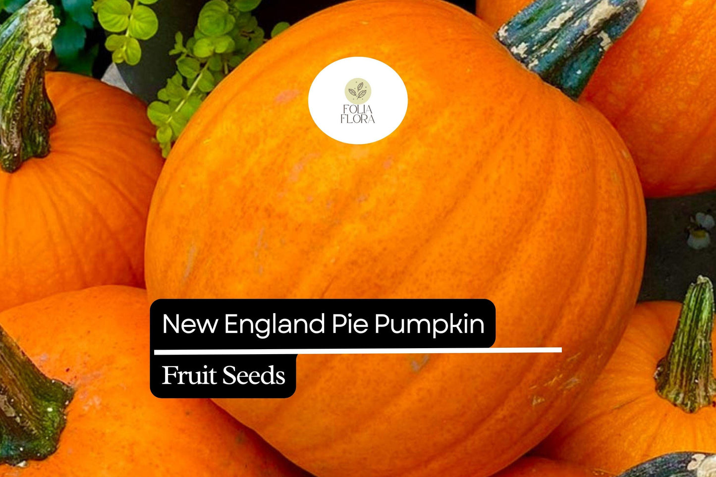New England Pie Pumpkin Seeds - 15 Pack, Sweet Baking Variety (Cucurbita pepo) - Ideal for Fall Harvest & Halloween Decor