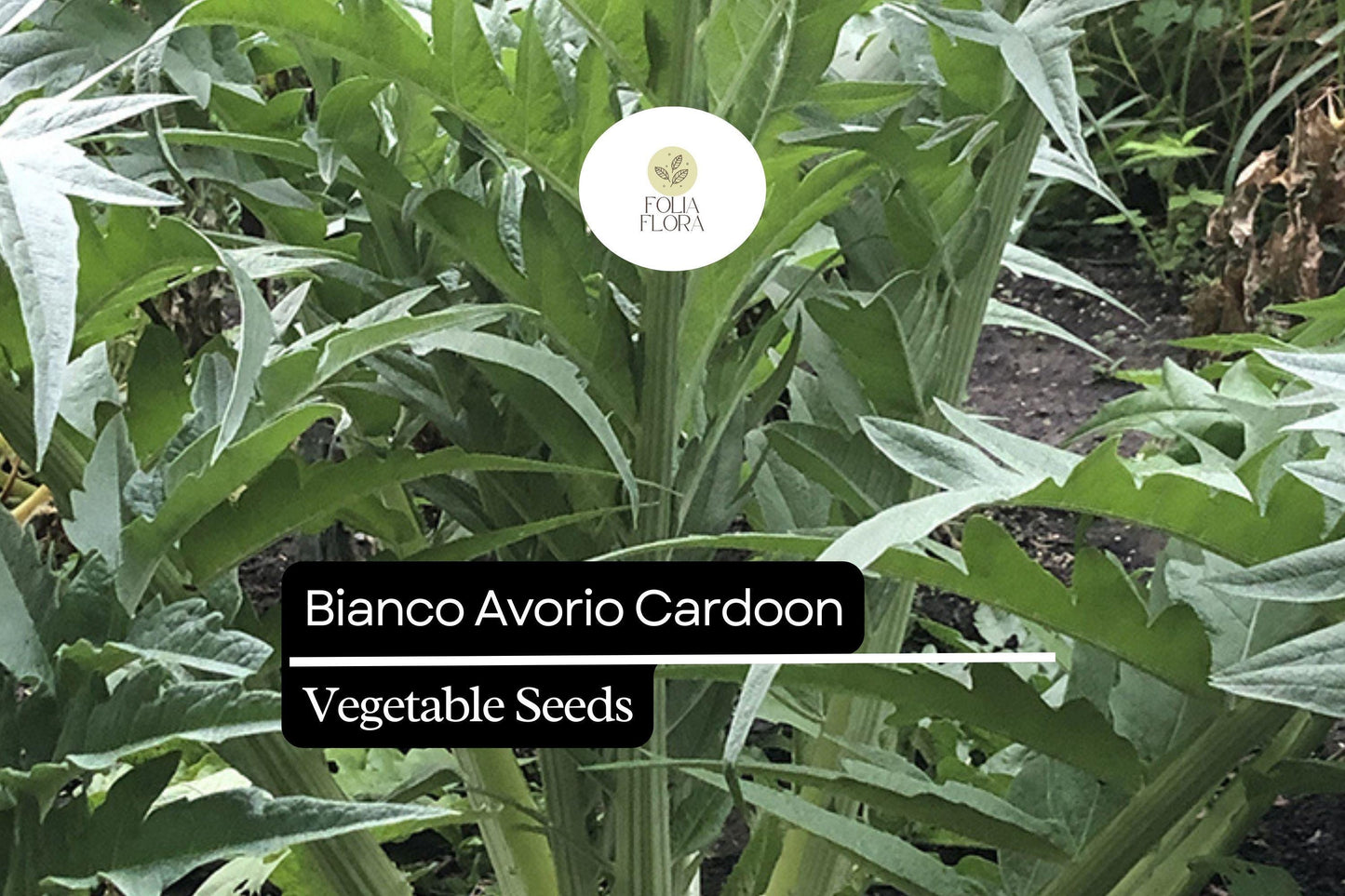 20 Seeds Bianco Avorio Cardoon, Edible Ornamental Plant, Culinary Stalks, Cynara cardunculus, Unique Flavor for Gardens