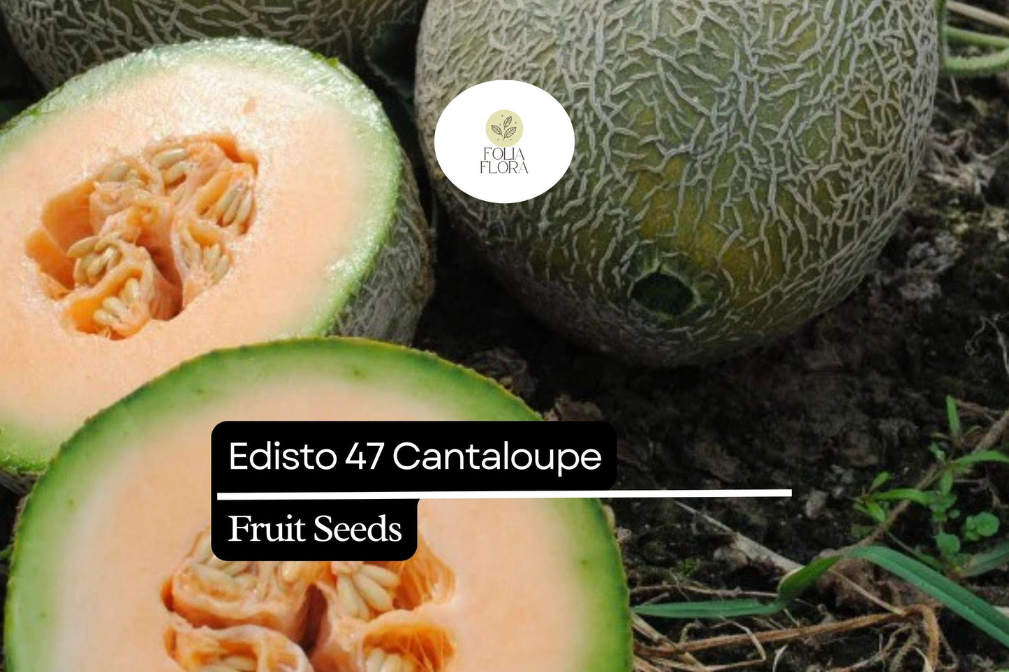 Edisto 47 Cantaloupe Seeds - 20 Seeds, Sweet Heat-Tolerant Heirloom Melon, Cucumis melo, Golden-Orange Flesh