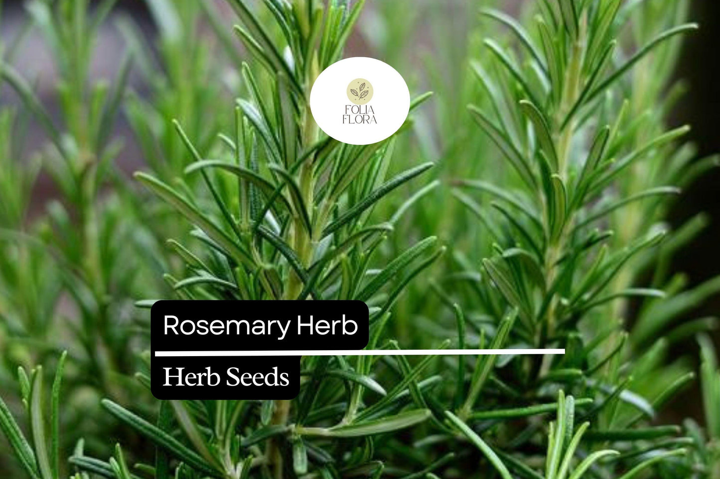 100 Seeds Rosemary Herb - Aromatic Culinary & Ornamental Plant - Salvia rosmarinus - Drought-Tolerant, Pollinator-Friendly