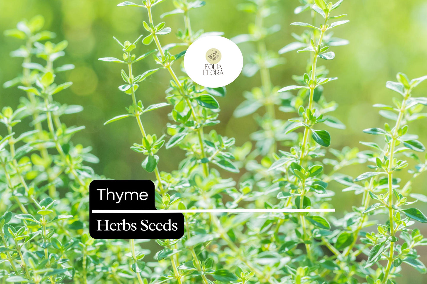 Thyme Seeds Pack - 1100 Seeds Culinary Herb - Thymus vulgaris - Aromatic, Pollinator-Friendly, Low-Maintenance Gardening