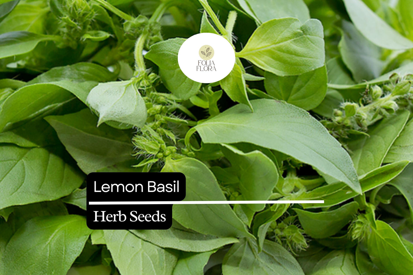 Lemon Basil Seeds - 500 Pack - Fragrant Culinary Herb, Ocimum basilicum var. citriodora, Perfect for Teas and Salads