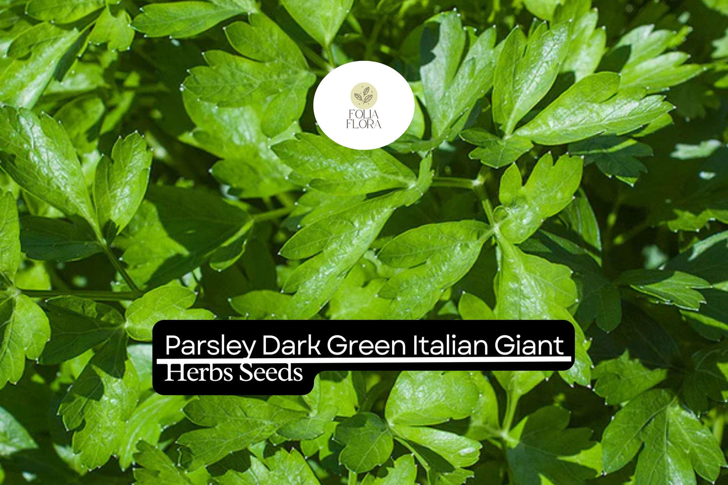1000 Seeds Parsley Dark Green Italian Giant | Petroselinum crispum | Heirloom Non-GMO Culinary Herb Seeds | Flavorful & Robust