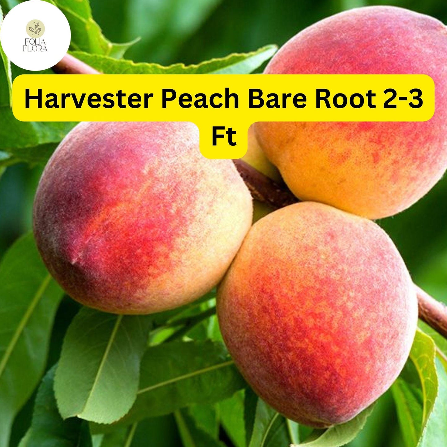 Harvester Peach Tree - 2-3 Ft Bare Root Live Fruit Tree - Sweet Freestone Peaches - Prunus persica - Ideal for Home Gardens