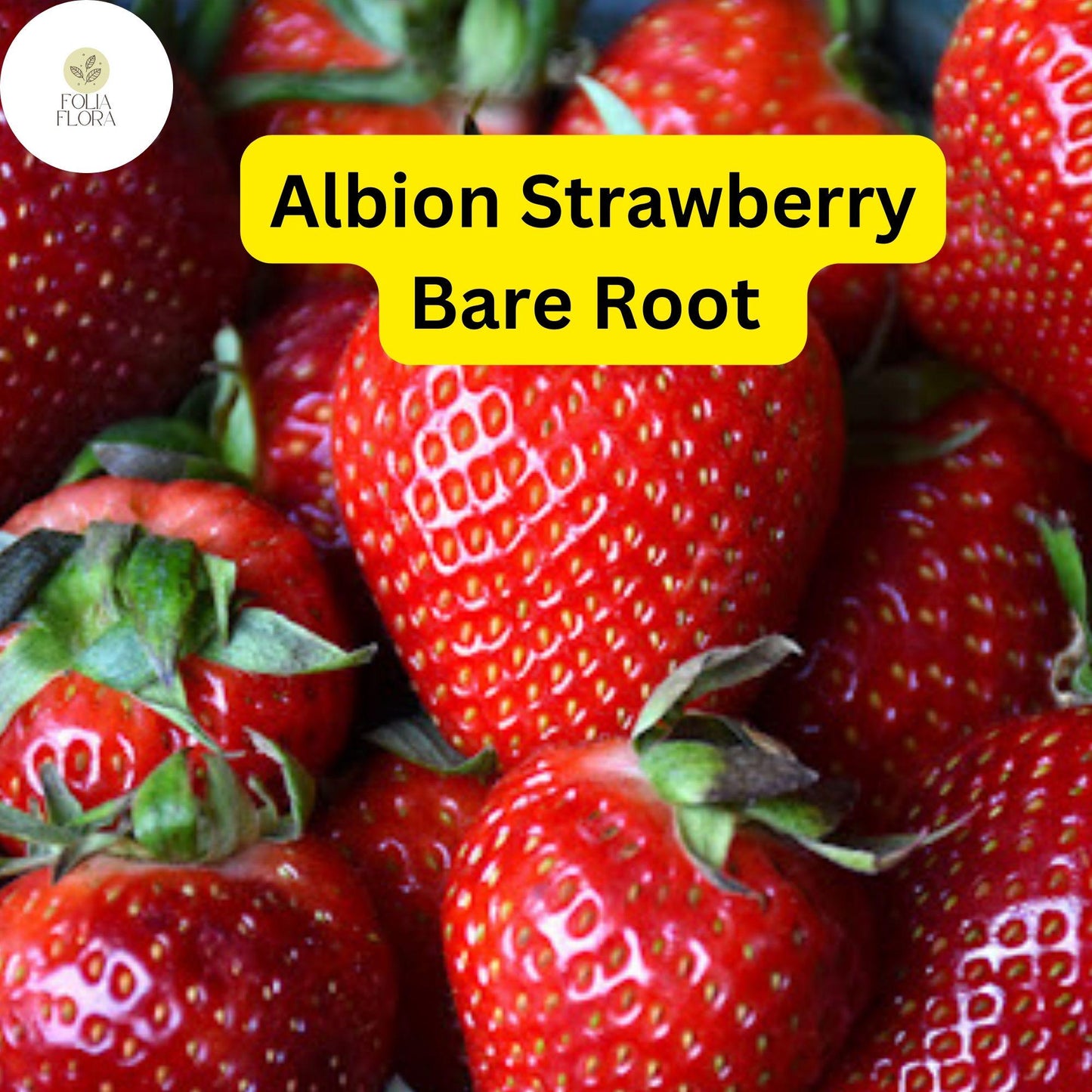 Everbearing Strawberry Plants - 15 Bare Root Albion - Disease Resistant, High Yield, Sweet Berries - Fragaria x ananassa