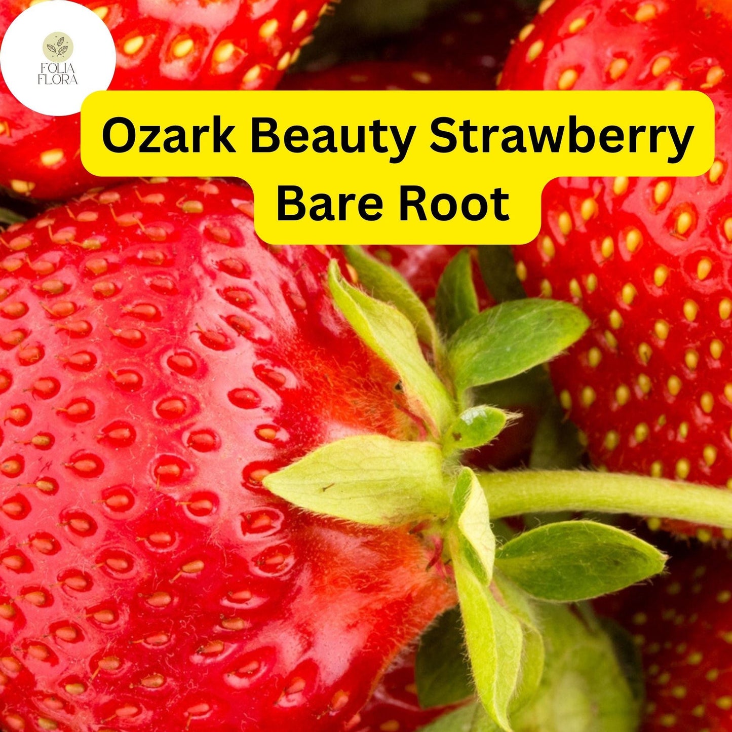 Everbearing Strawberry Plants - Ozark Beauty - 12 Bare Root - Cold-Hardy, Sweet Berries - Fragaria x ananassa