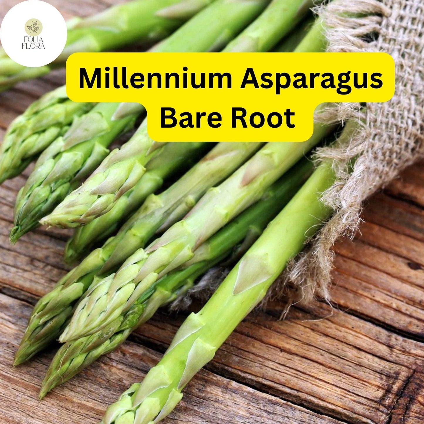 Millennium Asparagus Bare Root Plants - 2-Year Crowns, High Yield Variety (Asparagus officinalis), Green Spears for Home Garden