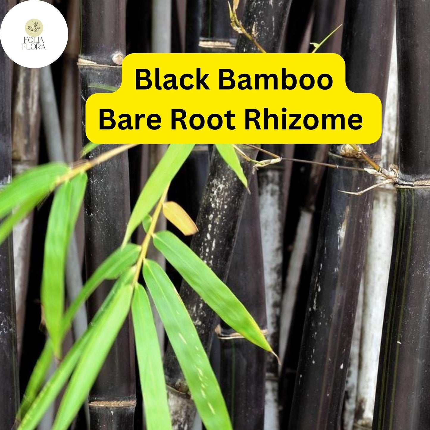 Black Bamboo Live Plant, Multi-Cane, Ornamental Privacy Screen, Phyllostachys nigra, Fast Growing, Low Maintenance