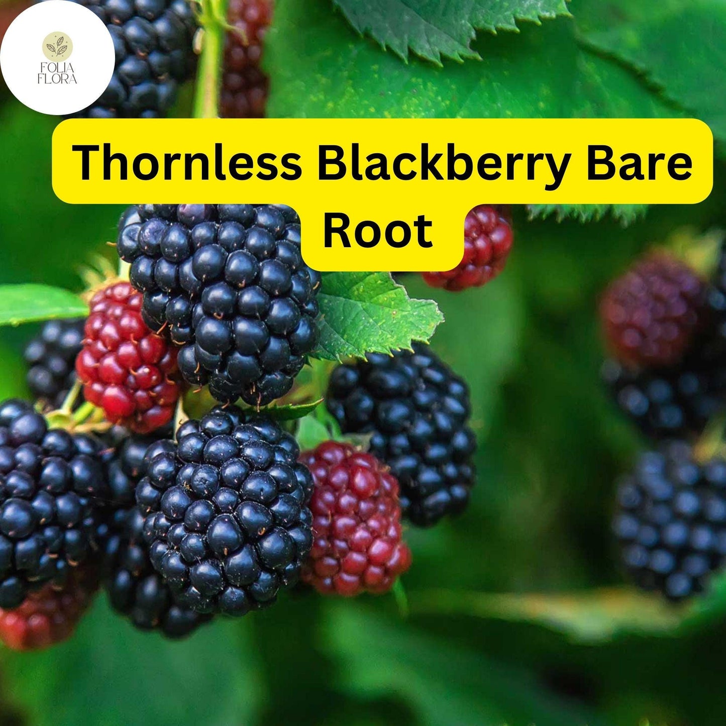 5 Bare Root Triple Crown Thornless Blackberry Plants, High Yield Fruit, Rubus fruticosus, Disease-Resistant, Easy Care