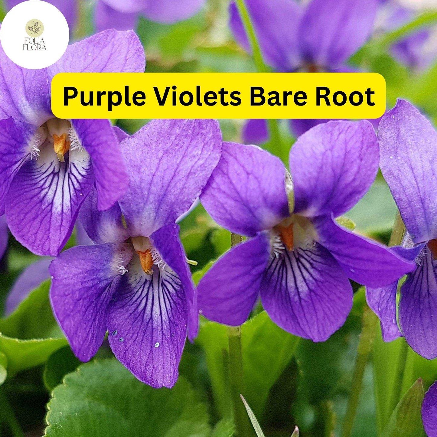 25 Live Purple Violets Starter Plants, Perennial Bare Root, Viola odorata, Fragrant Flower Garden Blooms, Pollinator-Friendly