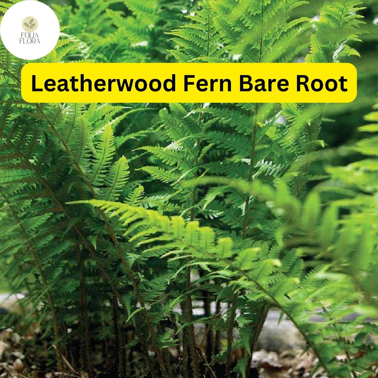 Leatherwood Ferns Set of 3 Bare Root Plants - Dryopteris marginalis, Evergreen Woodland Perennials for Shade Gardens