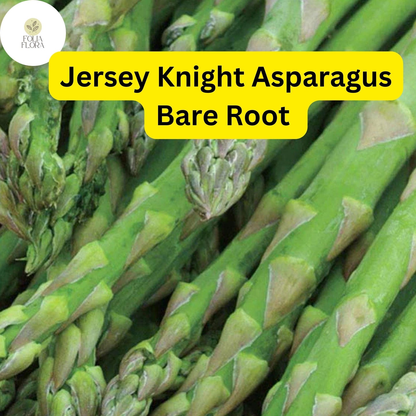 10 Green Jersey Knight Asparagus Bare Root Crowns - High-Yield Perennial, Disease-Resistant, 2-Year-Old Plants, Asparagus officinalis