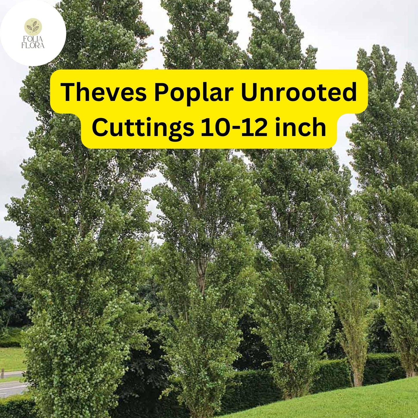 10 Unrooted Cuttings Theves Poplar 10-12 Inch Easy-to-Root Populus nigra ‘Afghanica’ Fast-Growing Privacy Screen Trees