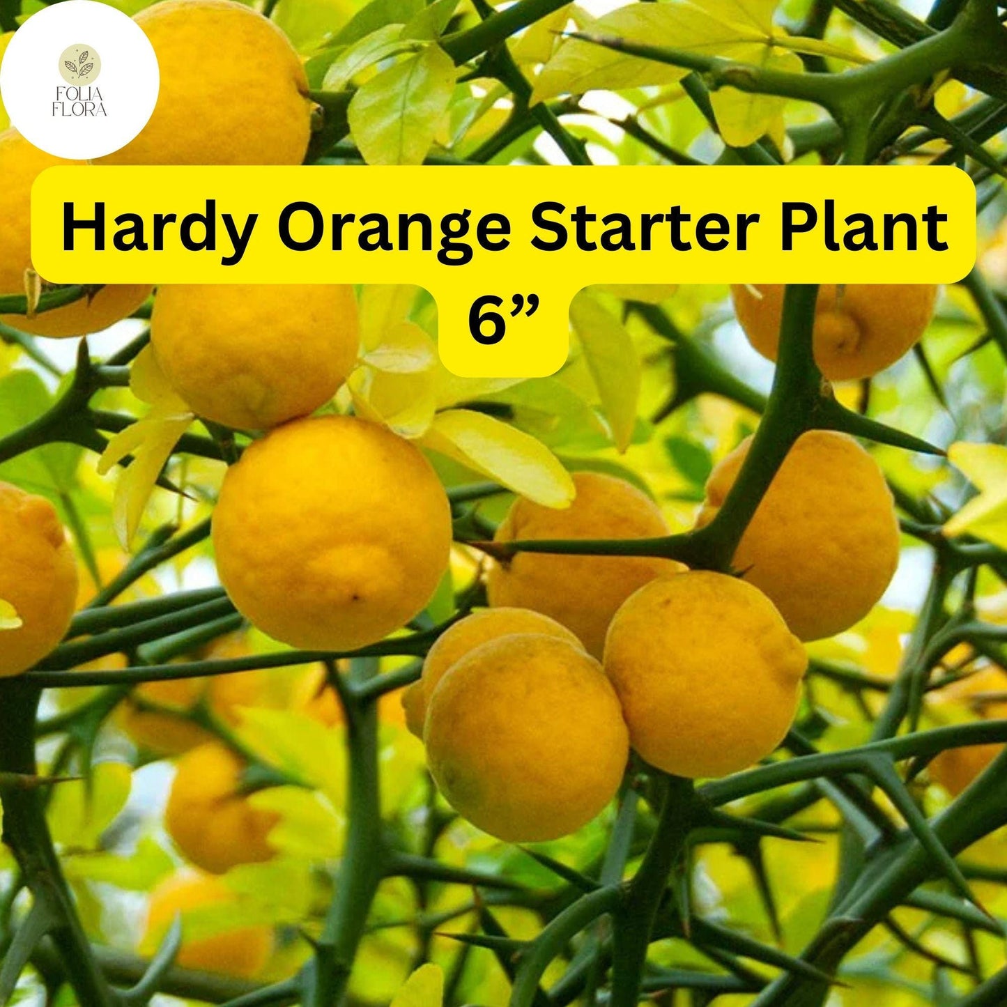 Hardy Orange Tree Seedling - 6” Poncirus trifoliata - Cold-Hardy Citrus for Gardens, Edible Fruit, Ornamental Hedge