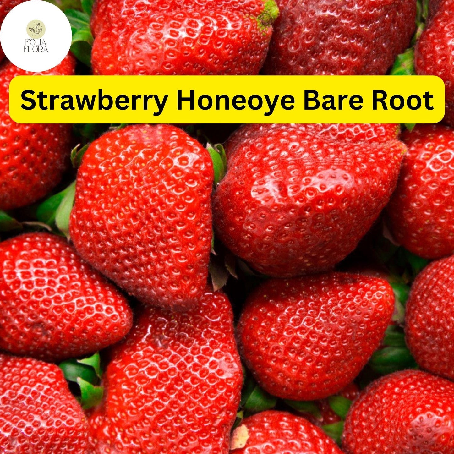 Honeoye Strawberry Plants - 12 Bare Root - Sweet Juicy Berries - Fragaria × ananassa - High Yield, Easy to Grow, Red Fruit