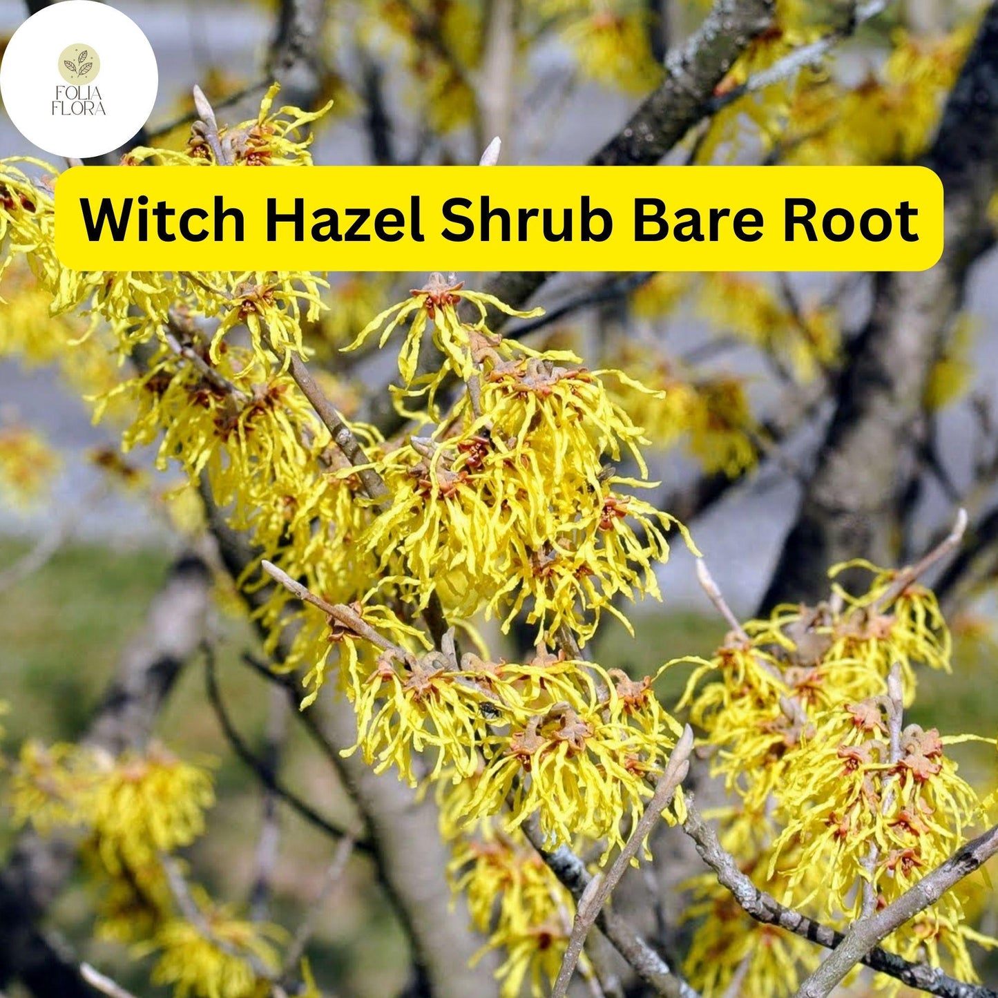 Fragrant Witch Hazel Shrub 6"-12" Yellow Ribbon Blooms Hamamelis virginiana Live Bare Root Plant USDA Zones 3-8