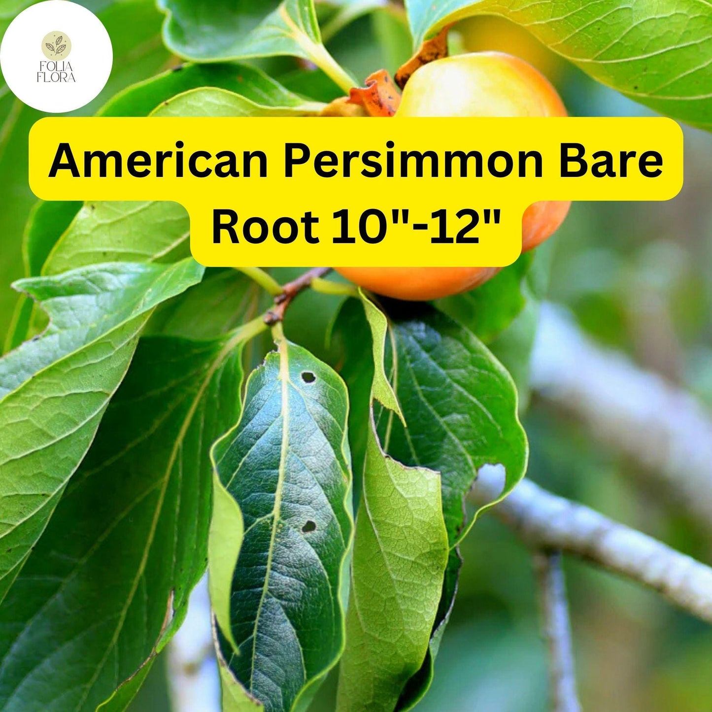 American Persimmon Tree - 10"-12" Bare Root - Diospyros virginiana - Edible Fruit - Zones 4-9 - Ornamental Green Foliage