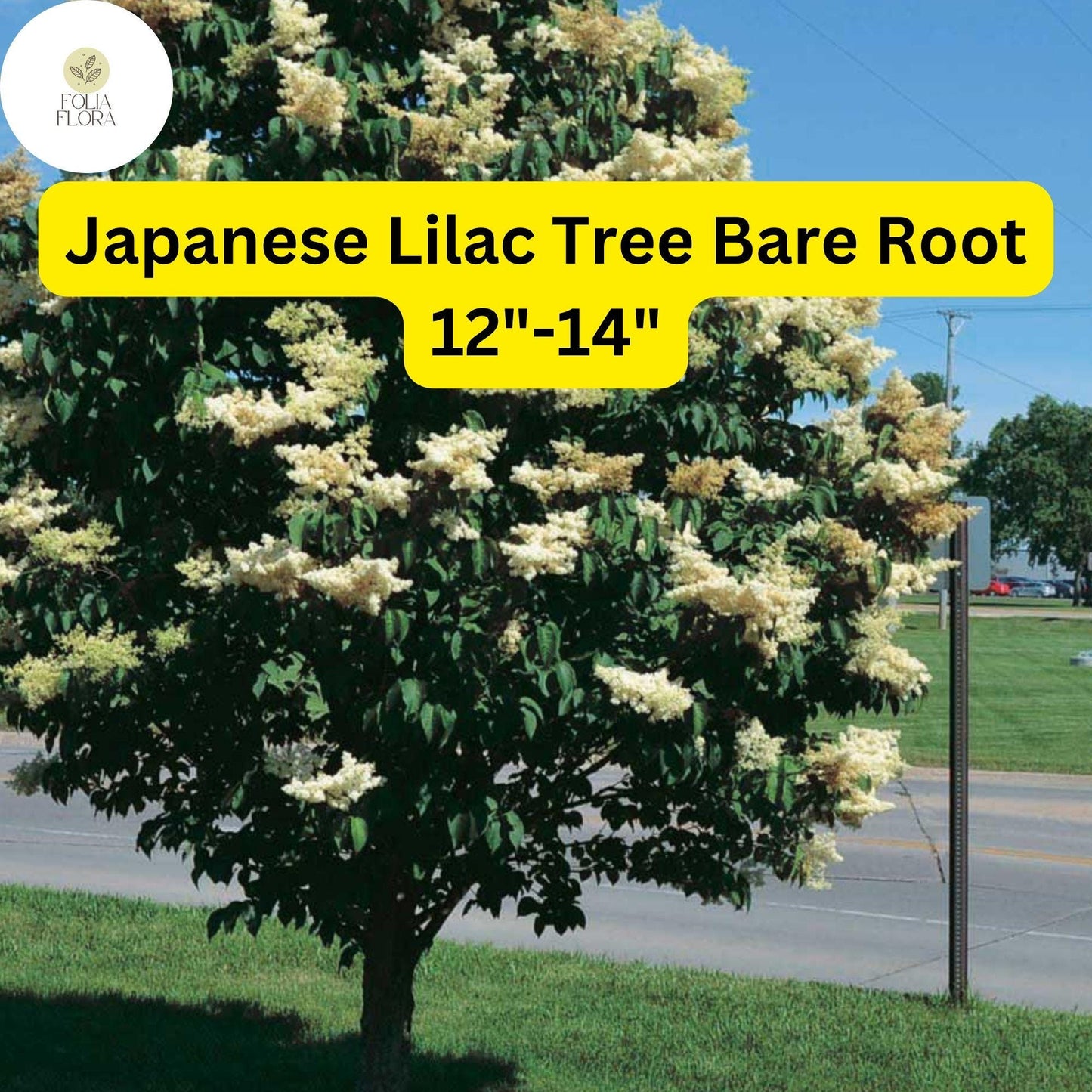 Japanese Lilac Tree 12-14" Bare Root Creamy-White Flowers Syringa Reticulata, Ornamental Tree for Zones 3-7