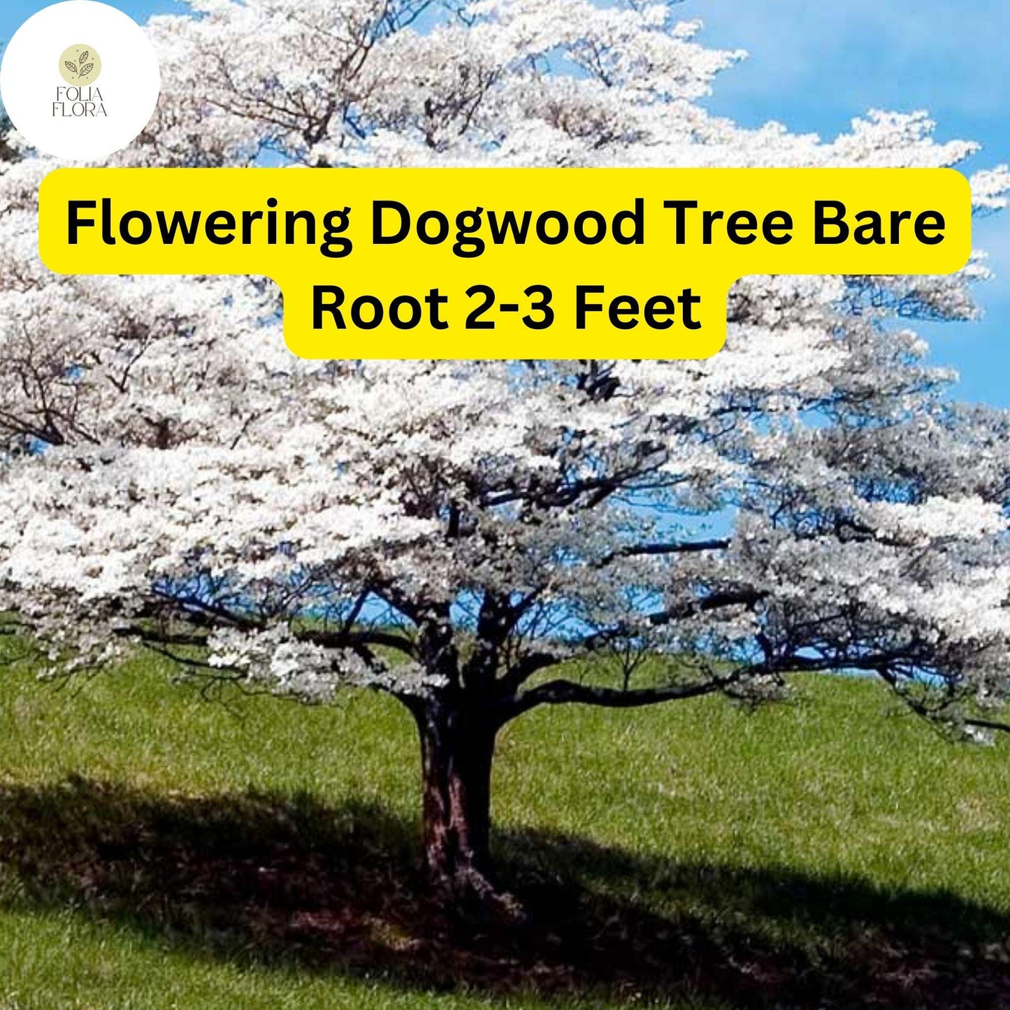 Flowering Dogwood Tree Live Bare Root Plant 2-3ft White Pink Flowers Cornus florida Zones 5-9 Ornamental Pollinator-Friendly