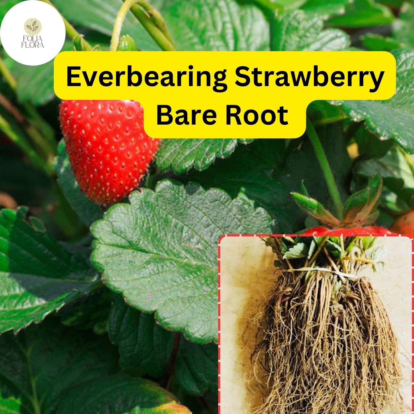 Everbearing Strawberry Bare Root Plants | Live Outdoor Garden Fruit | Sweet Juicy Berries | Fragaria × ananassa
