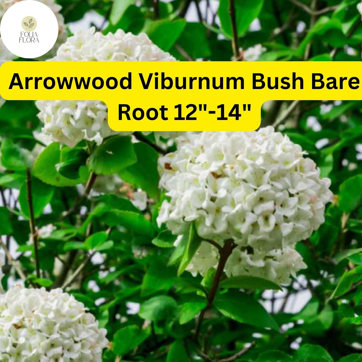 Arrowwood Viburnum Bare Root Plant 12"-14" | Viburnum dentatum | Hardy Shrub for Hedges & Wildlife | White Flowers, Fall Color