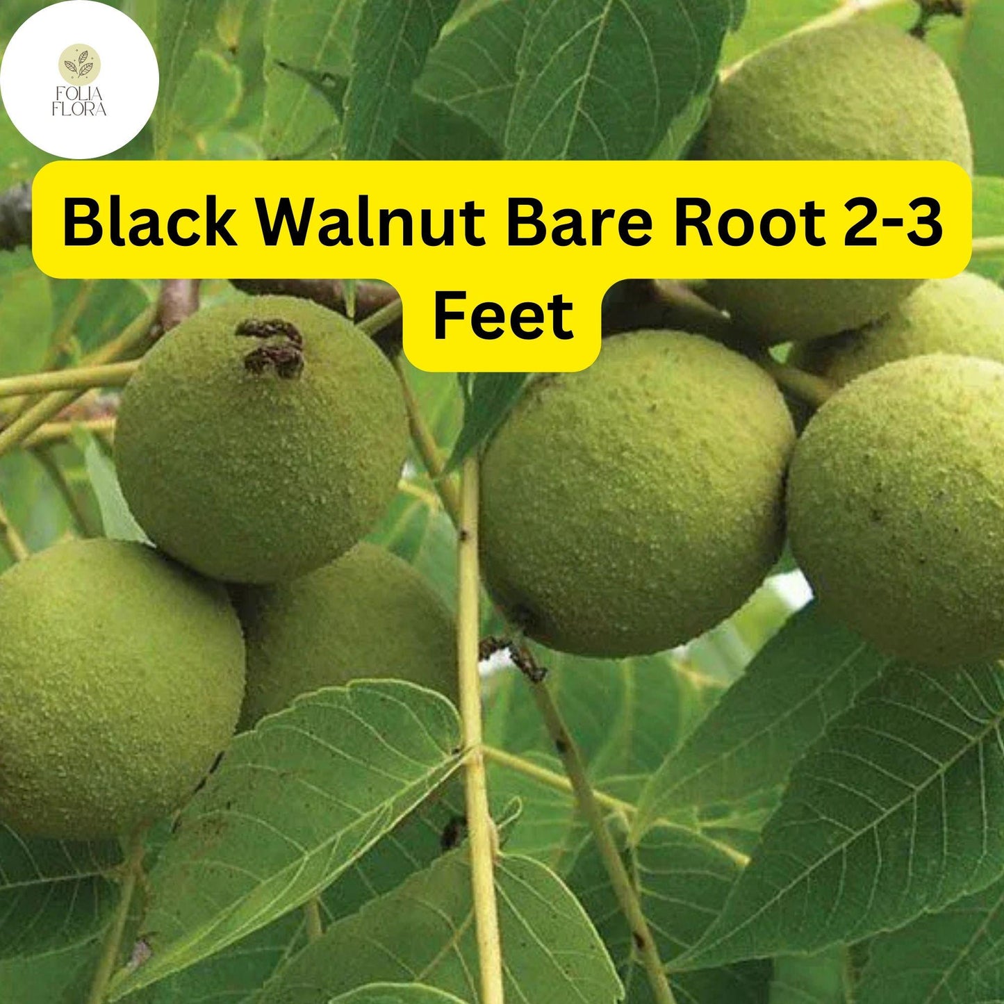 Black Walnut Tree 2-Pack Bare Root Plants Juglans nigra Nut-Producing Shade Tree Zones 4-9 Fast-Growing Timber