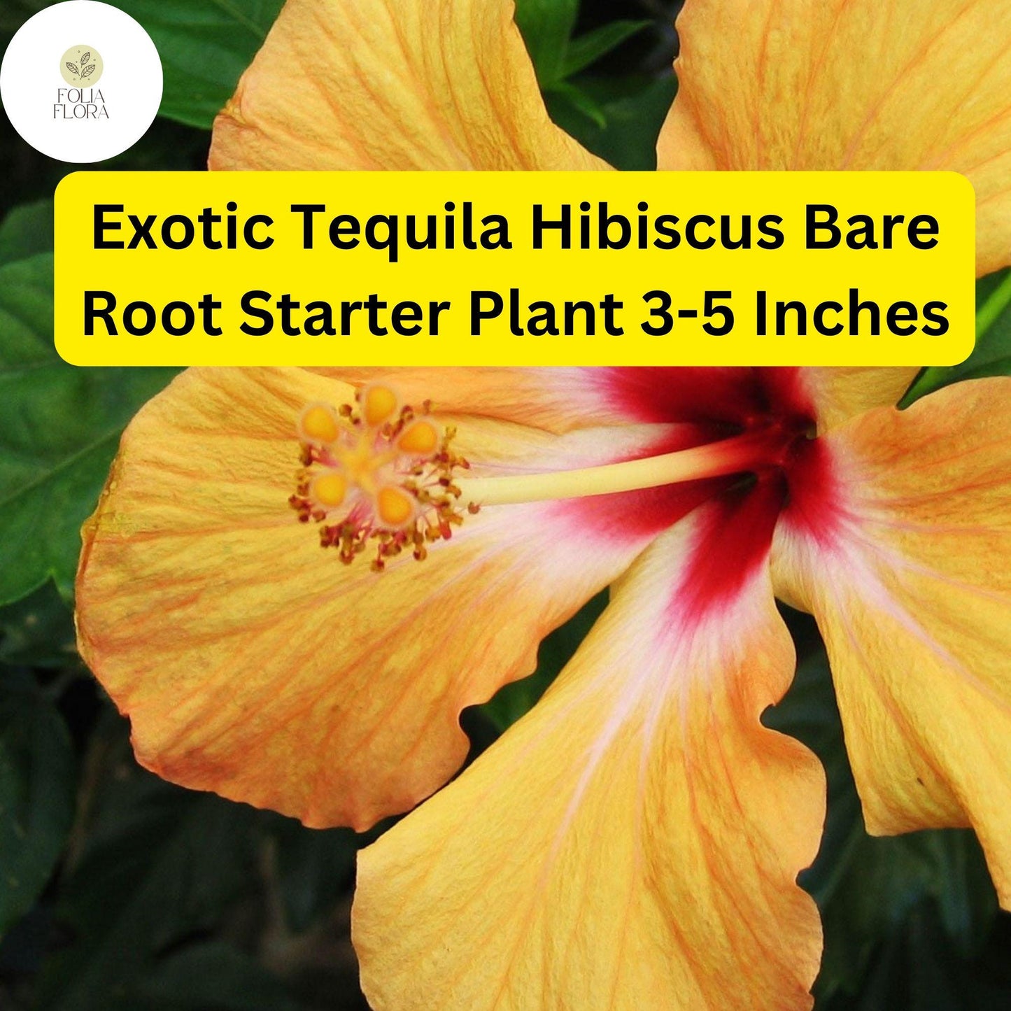 Exotic Tequila Hibiscus Starter Plant 3-5" - Vibrant Orange, Red & Yellow Blooms - Hibiscus rosa-sinensis 'Tequila'
