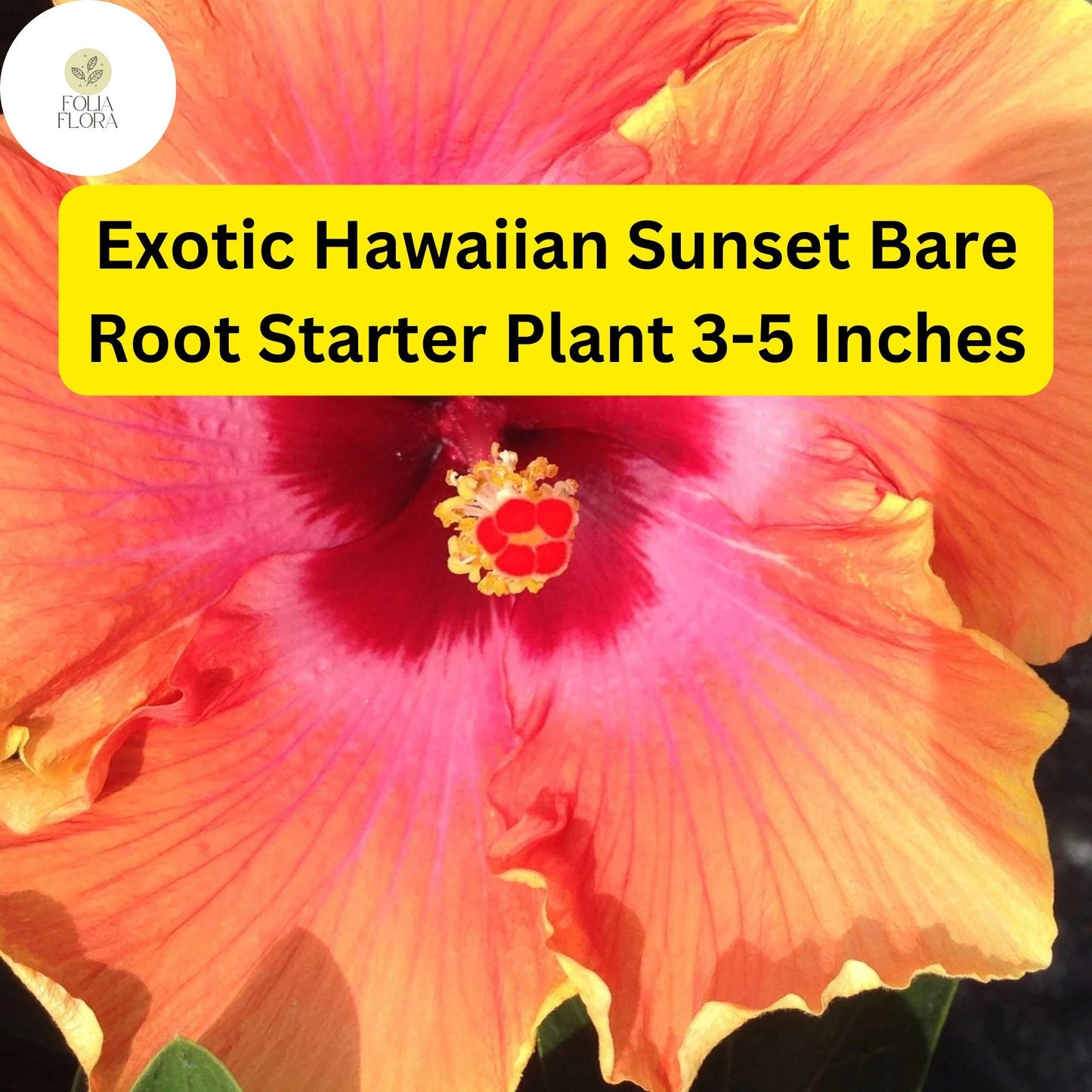 Hawaiian Sunset Fiesta Hibiscus Plant - Live Bare Root Starter - Tropical Blooms in Orange, Red, Yellow - Hibiscus rosa-sinensis