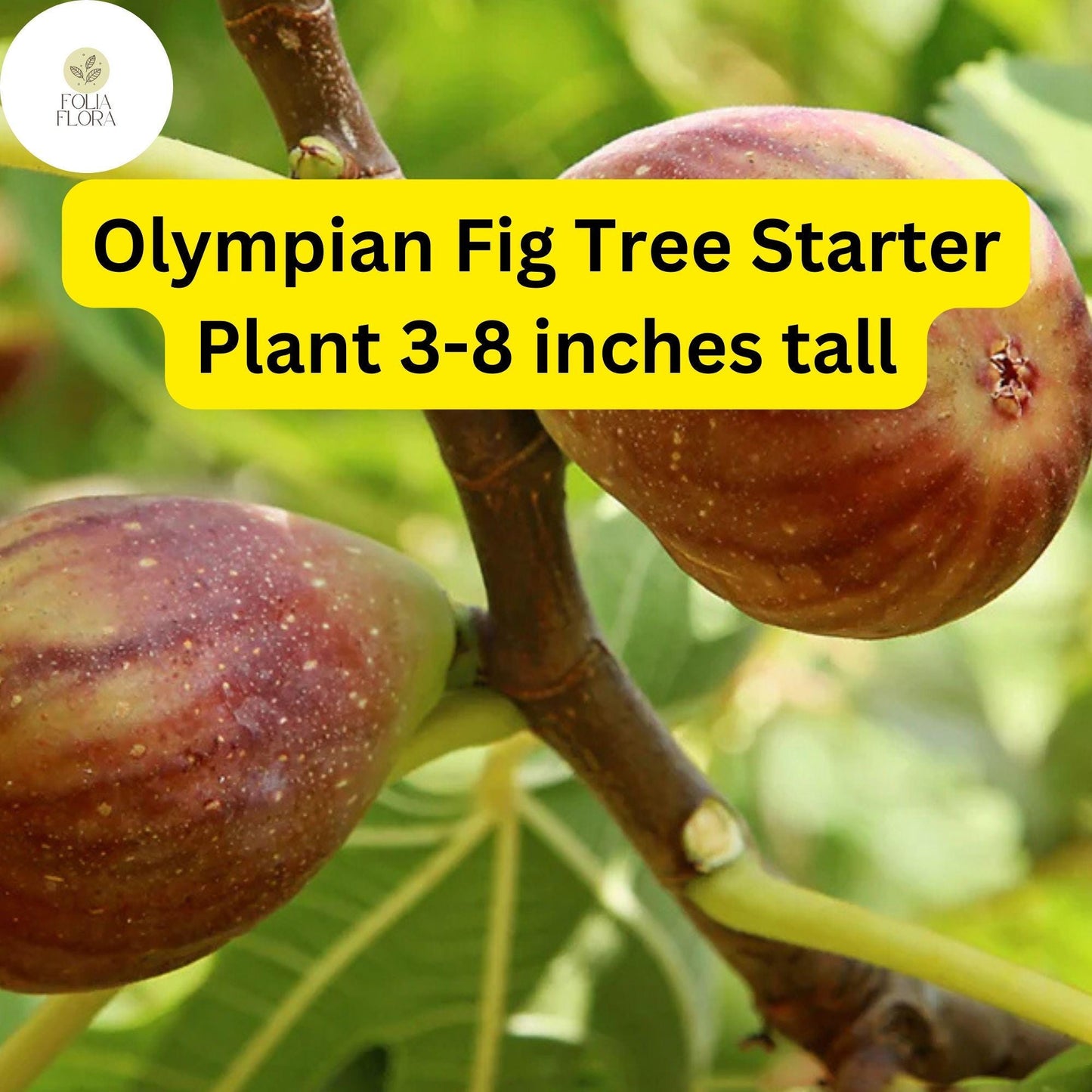 Live Olympian Fig Tree Starter Plant, Edible Fruit, Ficus carica, Cold-Hardy, Compact for Home Gardens and Patios
