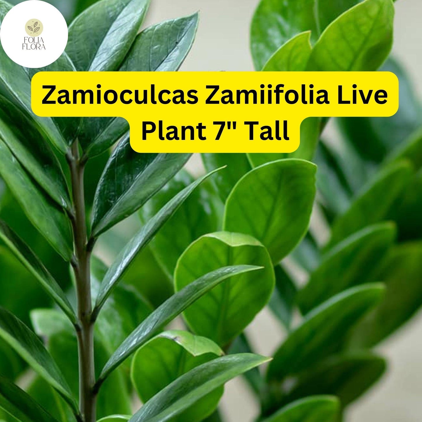 ZZ Chameleon Live Plant 4" Pot - Zamioculcas zamiifolia - Low-Light, Drought-Tolerant, Air-Purifying Indoor Houseplant