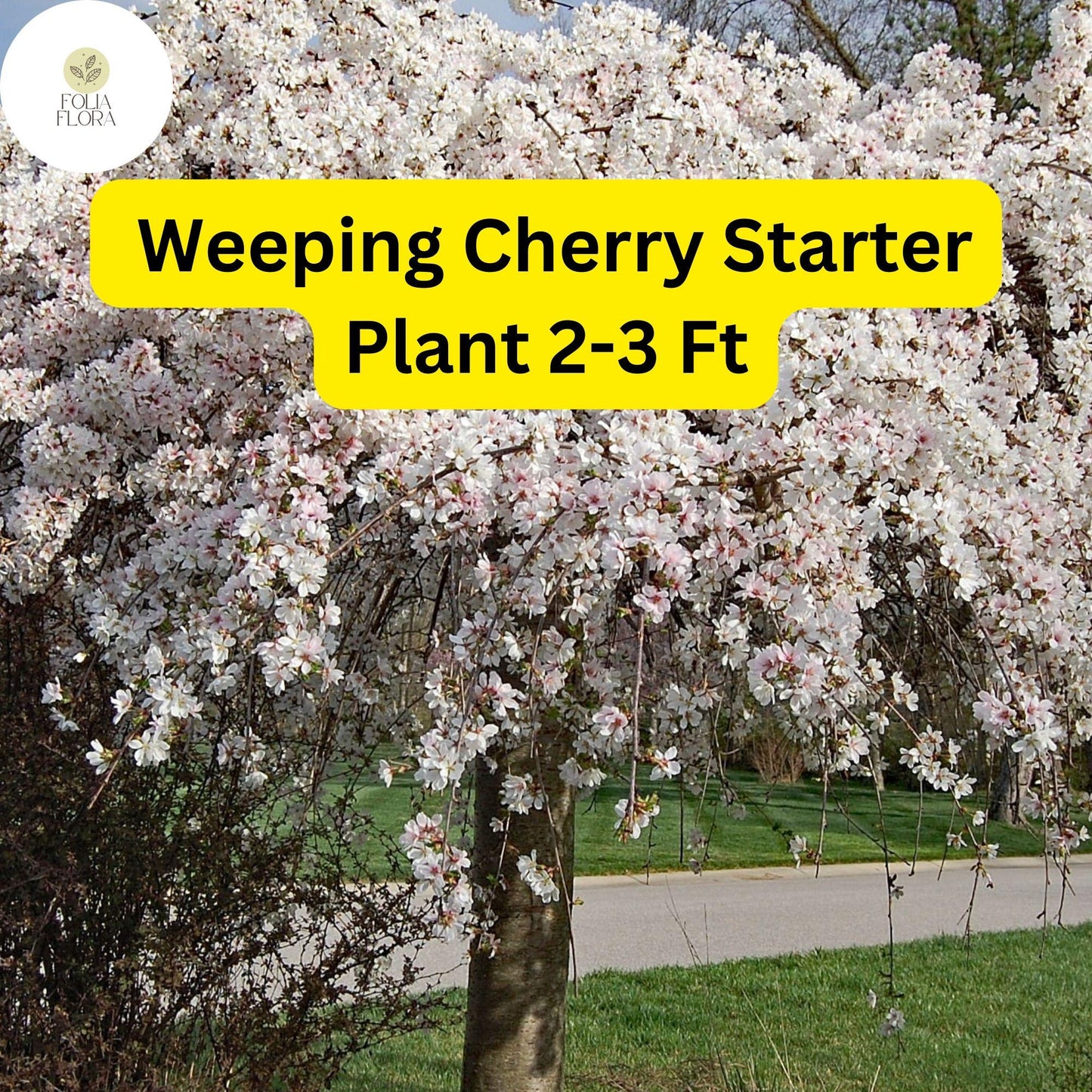 Live Weeping Cherry Tree, 2-3 Ft, Prunus pendula, Elegant Cascading Blooms, Ideal for Landscaping and Gardens