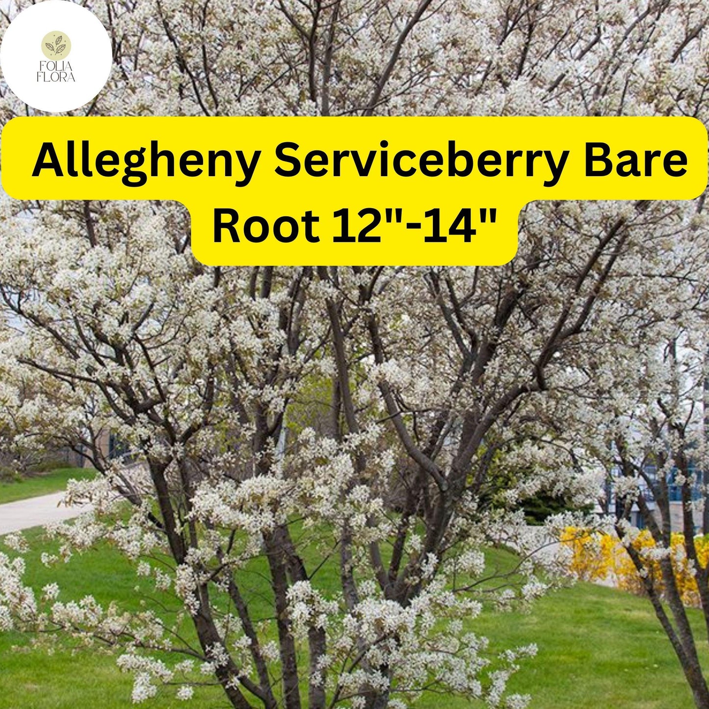 Allegheny Serviceberry Tree - Live Bare Root Plant 12"-14" (Amelanchier laevis) - Edible Berries, White Flowers, Fall Foliage