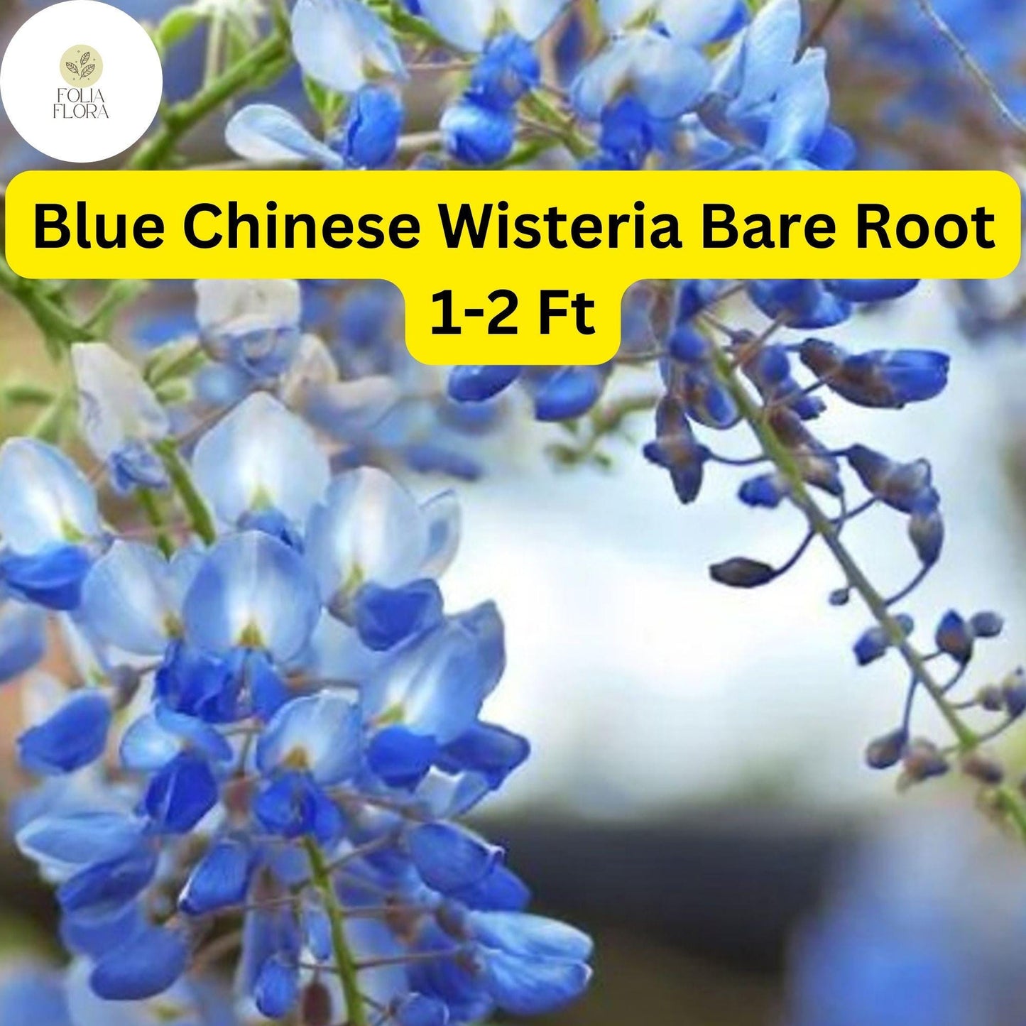 2 Live Blue Chinese Wisteria Trees, 1-2 Ft Tall, Fragrant Flowering Vine, Wisteria sinensis, Bare Root Plants