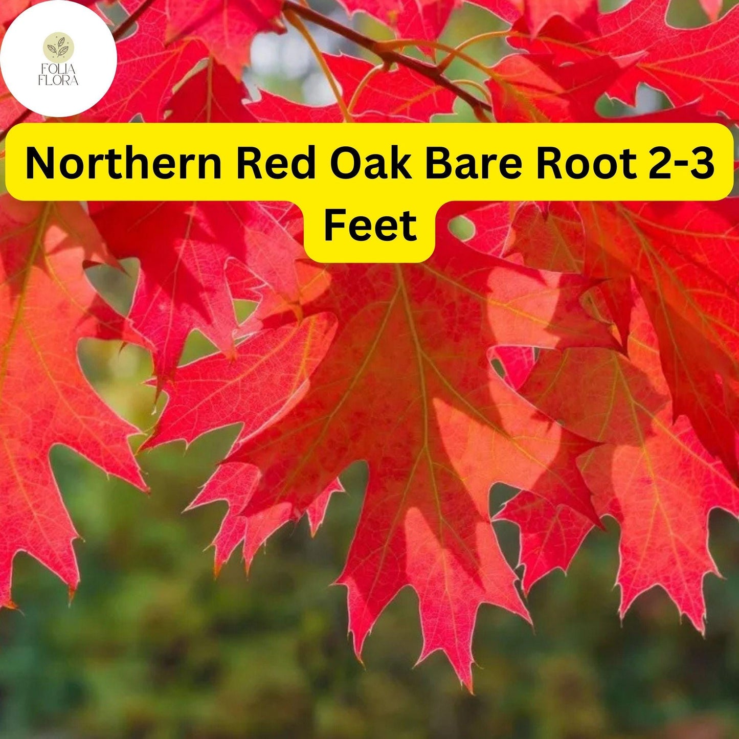 Northern Red Oak Tree - Live Bare Root Plant 2-3 Feet - Quercus rubra - Fast-Growing Shade Tree with Vibrant Fall Foliage