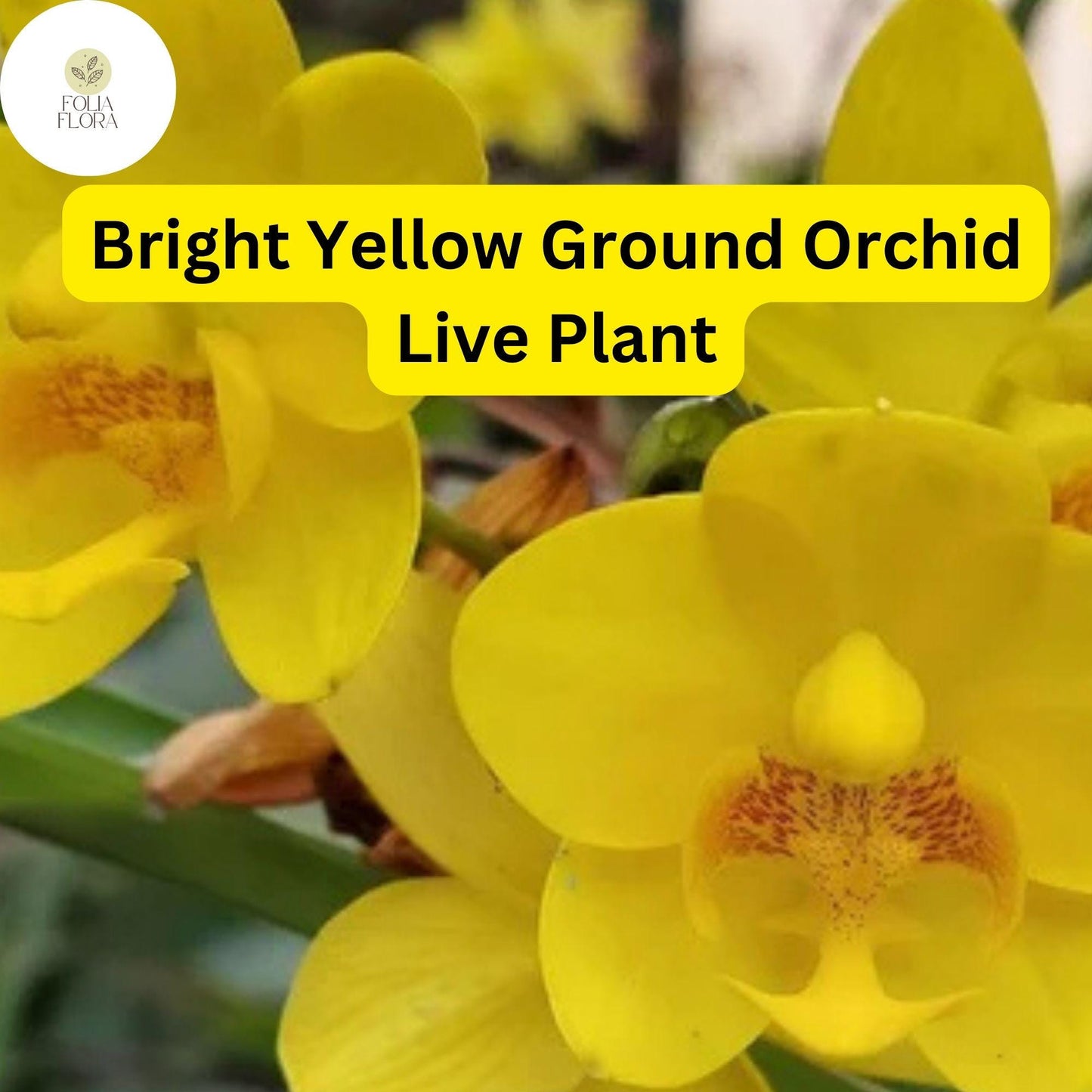 Yellow Ground Orchid Live Plant 4" Pot - Bright Yellow Blooms, Tropical Perennial, Spathoglottis plicata, Easy to Grow