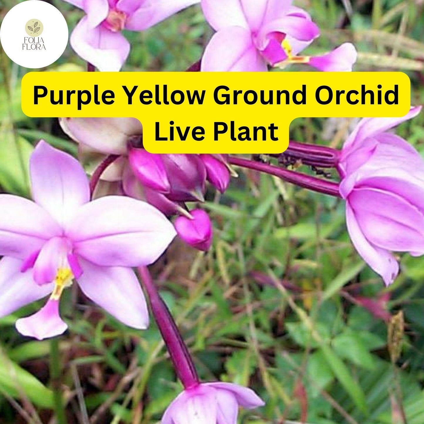 Purple Yellow Ground Orchid Live Plant in 4" Pot - Spathoglottis Plicata - Tropical Perennial with Vibrant Blooms