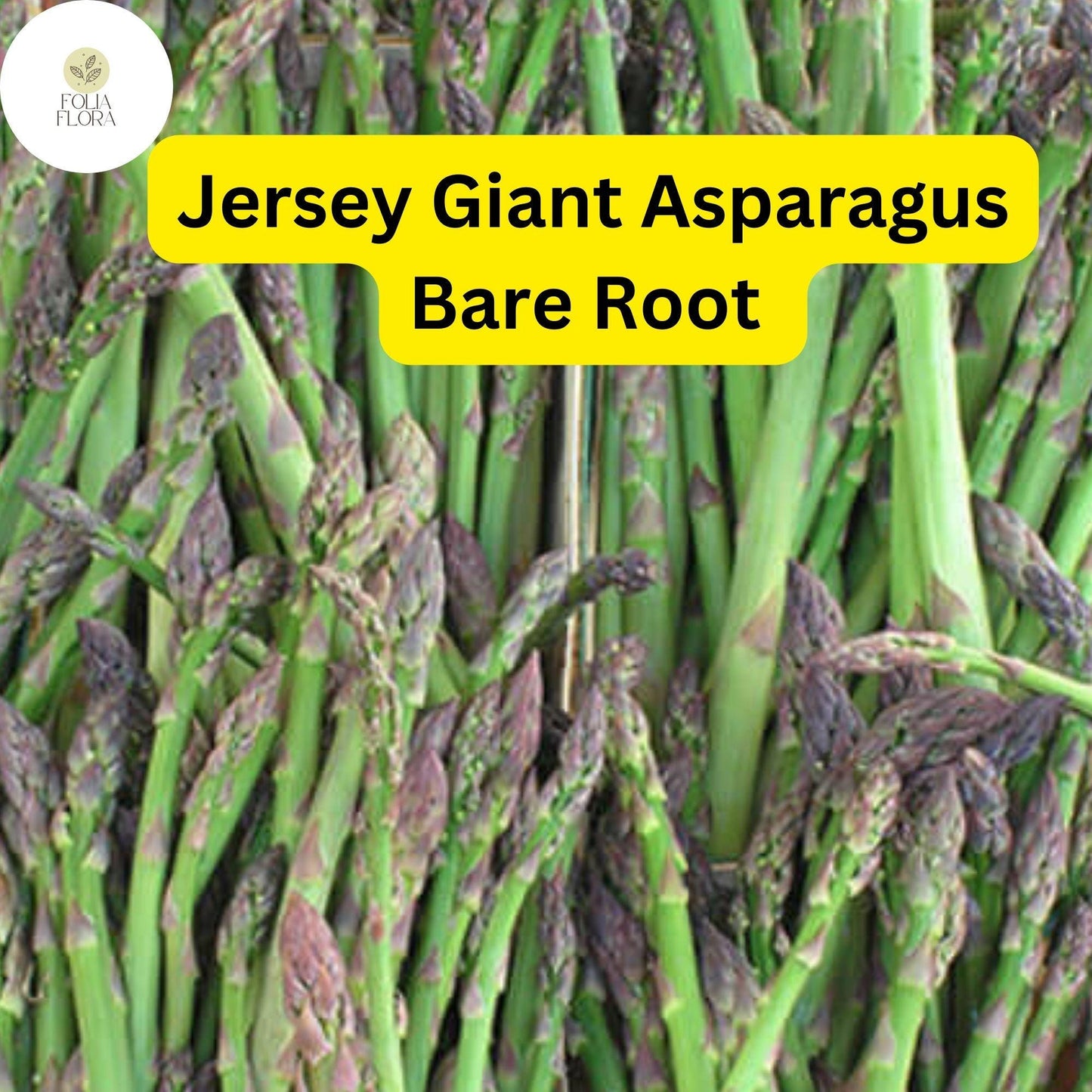 Jersey Giant Asparagus Crowns, 2-Year Bare Root, Green Spears, Asparagus officinalis - High-Yield, Disease-Resistant Perennial