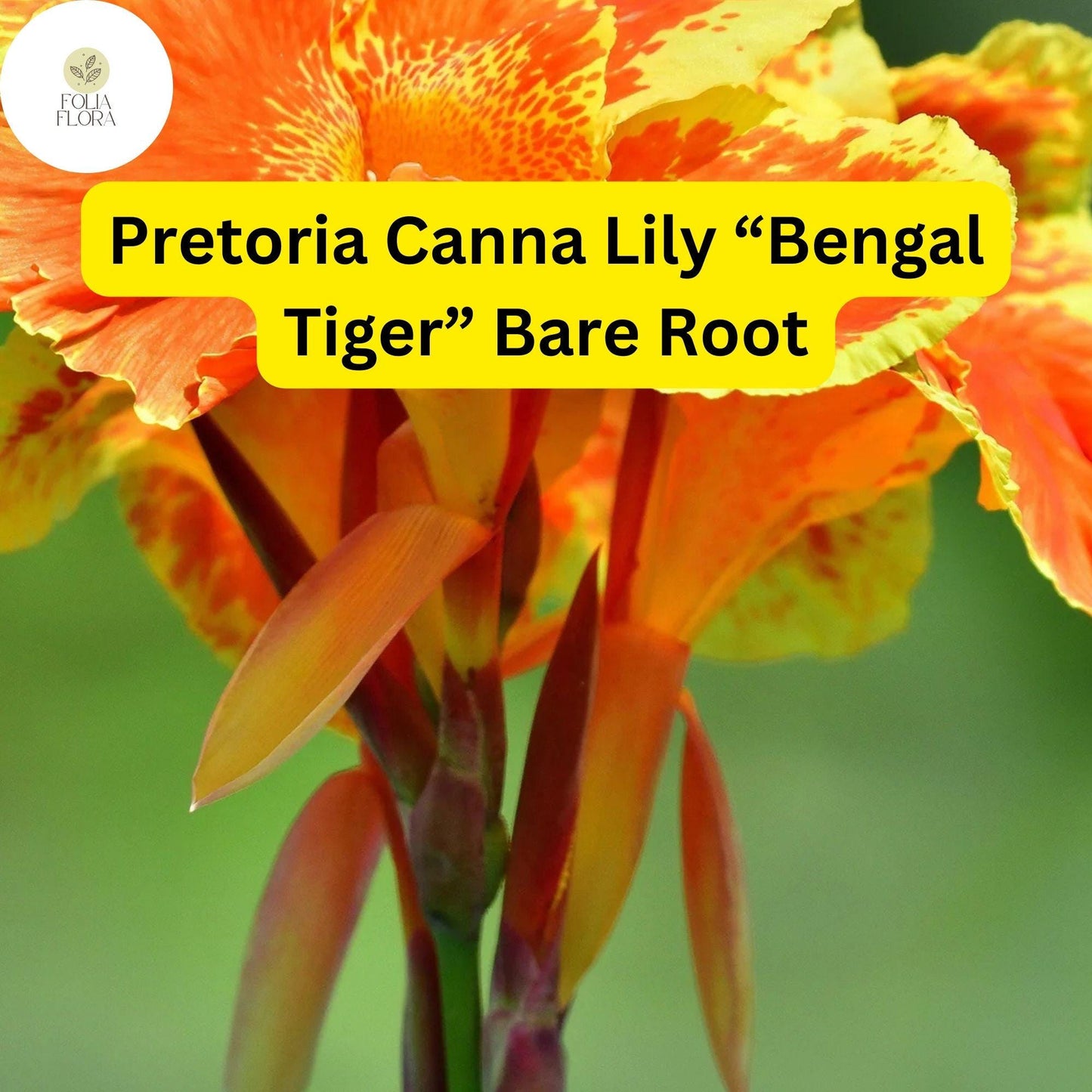 Pretoria Canna Lily "Bengal Tiger" - 3 Bare Root Plants (Canna x generalis) - Tropical Green & Gold Striped Foliage, Orange Flowers