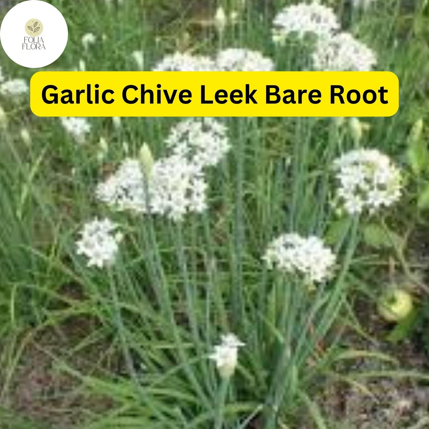 50 Live Garlic Chive Leek Plants, Organic Bare Root Edible Herb, Perennial Allium tuberosum, Mild Garlic Flavor, Easy to Grow