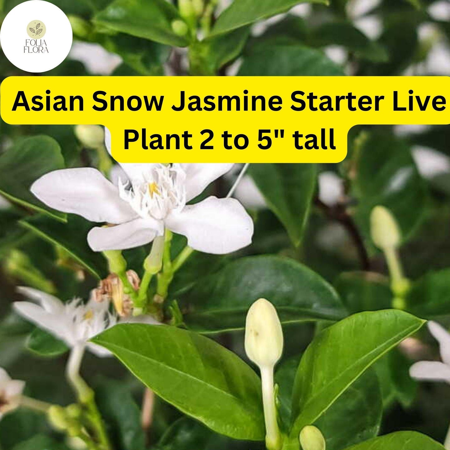 Asian Snow Jasmine Starter Plant - Fragrant White Flowers - Wrightia Antidysenterica - 2-5” Tall Tropical Evergreen Shrub