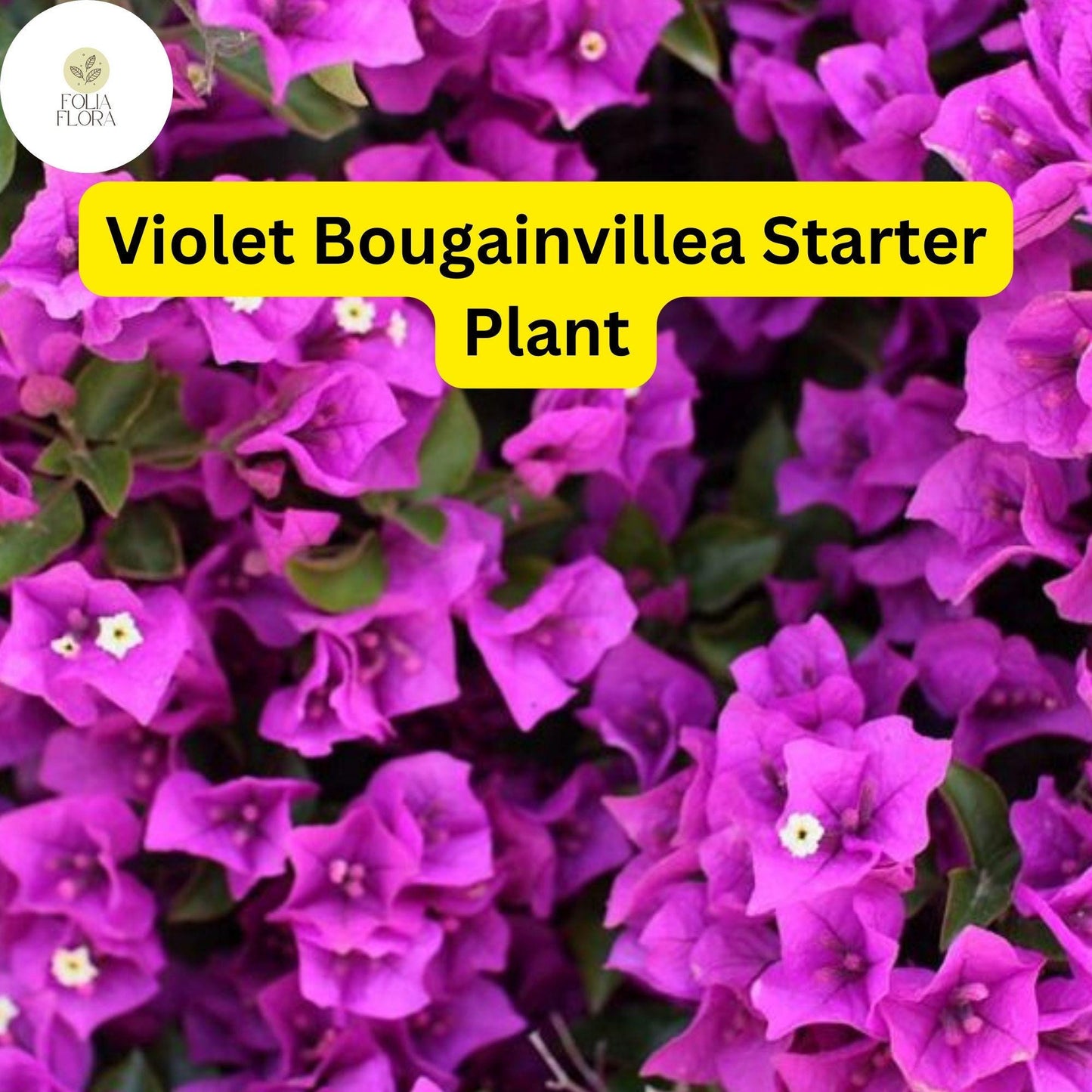 Violet Bougainvillea Starter Plant - Well-Rooted Plug - Easy to Grow Flowering Plant (Bougainvillea spp.) for Gardens & Patios