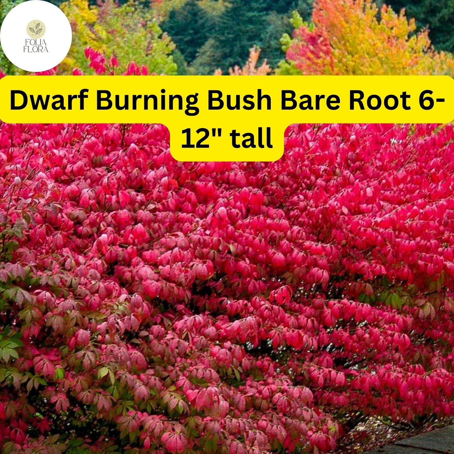 Dwarf Burning Bush Bare Root Shrub - Vibrant Red Foliage - Euonymus alatus - Low Maintenance Hardy Shrub for Borders & Hedges